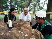 百年老樹遭蟻侵蝕　樹醫團隊急搶救