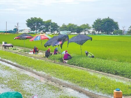 雲林蔬菜價格如坐雲霄飛車,從每公斤百元跌到僅剩10幾元。(周麗蘭攝)