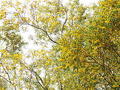 黃色花海遍佈　台中相思樹花季登場