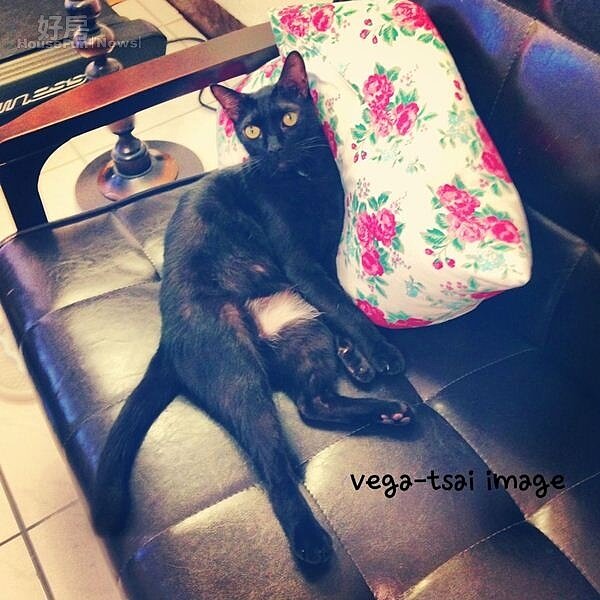 2.租屋處的仿舊皮革沙發,是貓兒的遊樂場。