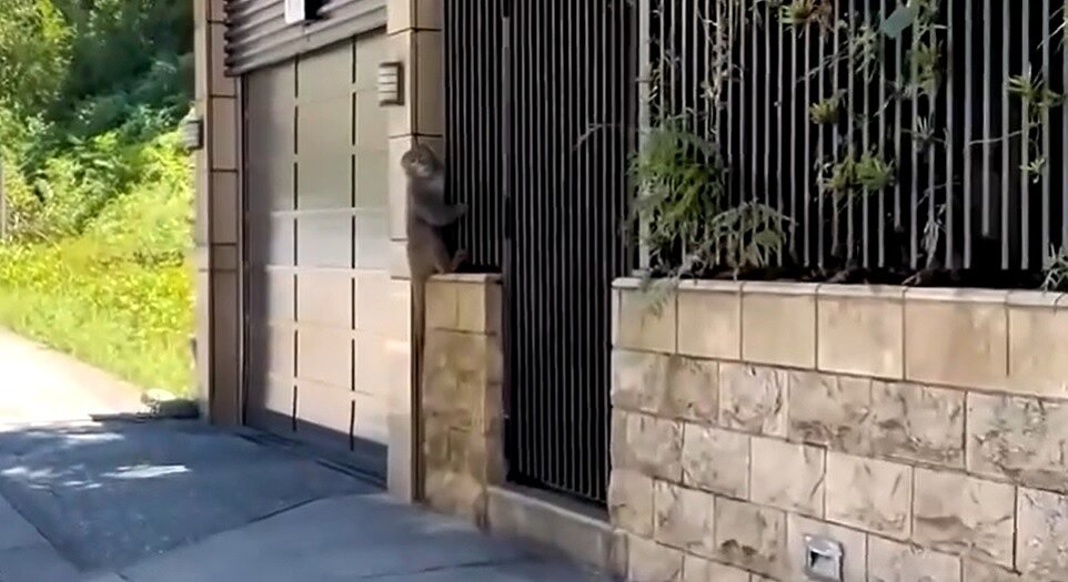 北市內湖近日再有獼猴入侵住宅社區。圖/聯合報