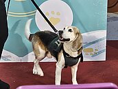 最高罰15000元！出國返台別帶1伴手禮　防檢署曝規定