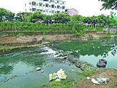 好臭！萬年溪見大批死魚　原因待查