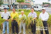 4坪田地　種出黃金稻浪