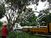 行道樹不再亂剪　高雄成立「樹木修剪小組」