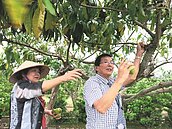 牽手50年　打造6條「愛妻步道」