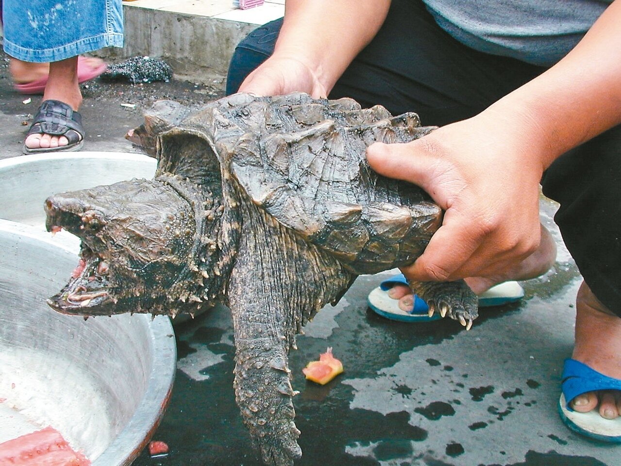 動保司今召開寵物分類分級管理原則研商會議,未來擬將狐獴、鱷龜、凱門鱷及蟒蛇類納入特定寵物的管理範疇。圖/聯合報系資料照片 游艾玲