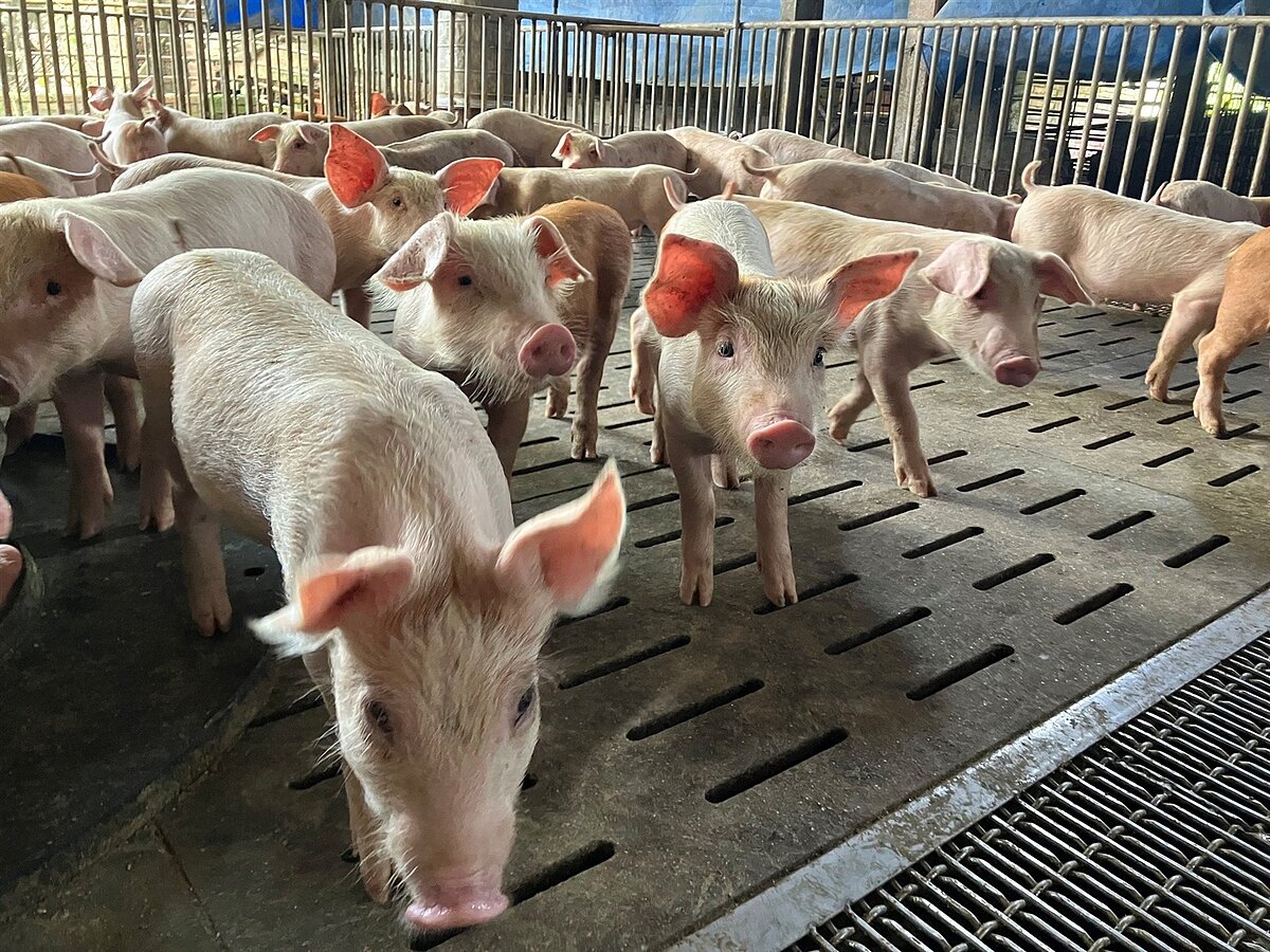 為輔導養豬場升級,高雄農業局4年前打造「養豬百億基金計畫」,申請中央經費改造養豬場;但審計部發現,參與改造計畫僅有3成業者,多數小型業者不願參與。記者宋原彰/翻攝
