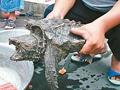 狐獴、鱷龜等　擬開放有條件飼養