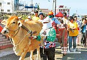 澎湖古早味　牛車之旅正夯