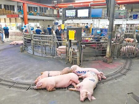 農業部協調全台肉品市場休市4天調節豬價,雲林肉品市場豬價10日仍處於高檔,預估中秋節後才有回穩空間。(張朝欣攝)