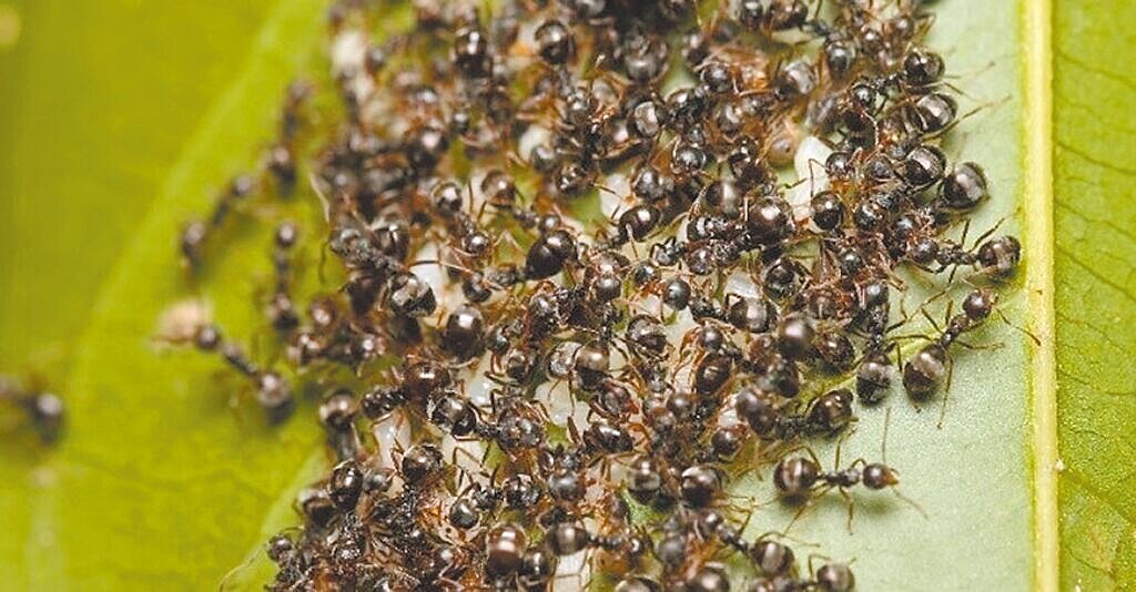 高雄山城近期再度爆發琉璃蟻入侵,困擾杉林、六龜等地居民。據了解,疣胸琉璃蟻多喜歡築巢聚集於果樹的葉片、果蒂、枝條樹幹縫隙間等。圖/高雄市農業局提供