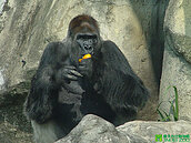 49歲金剛猩猩黑皮爺爺走了