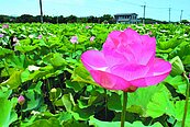 淡水屯山里　荷花搖曳盛開