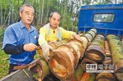 巨竹增肥　林試所改造環境