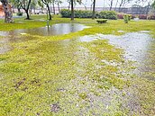 鶯歌鳳鳴公園變身　增寵物專區