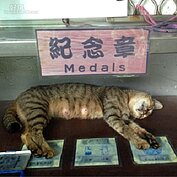 十分瀑布售票口拍到的貓咪
(好房News記者賴琬琳拍攝)