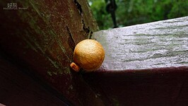 受潮的木頭長出了香菇
(好房News記者賴琬琳拍攝)