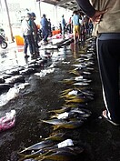 受潮的木頭長出了香菇
(好房News記者賴琬琳拍攝)