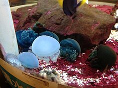 台中清水休息站的水母展示區
(好房News記者賴琬琳拍攝)