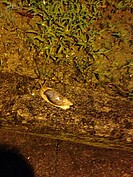 下雨過後的台北市，難得出現蝸牛在路邊爬行的景象
(好房News記者賴琬琳拍攝)