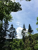 花蓮林田山。