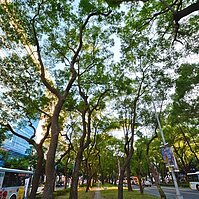 慢活於綠意盎然之中－敦化林蔭大道