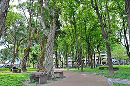 敦北公園內除了座椅與人行道，沒有多餘的公設，在炎熱的夏日中，茂密的樹蔭令人涼爽。（圖文／好房News記者 陳韋帆）