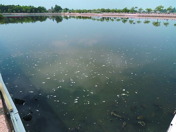 金門莒光湖面白光點點,全是疑因天氣太熱而暴斃的魚。 記者陳向鑫/攝影