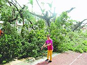 嘉職成排老榕遭「砍頭」　居民求情