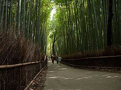 到天龍寺必須經過「竹林之道」兩旁的竹子高聳入天，這也是嵐山一帶十分著名的景點。許多日劇都在此取景過。