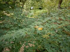 夏季到嵐山，雖享受不到紅葉所帶來的秋意，翠綠色的楓葉卻也讓人心曠神怡。