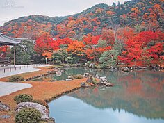 秋天的天龍寺被一片紅、黃、橘的樹木所包圍，十分的美麗。