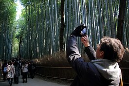 竹林之道遊客如織。