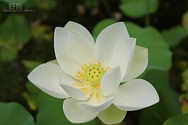 標語前的荷花正綻放著，希望洗滌過往的不名譽記錄。