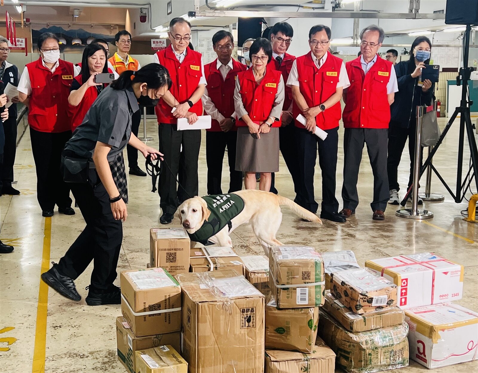 正值中秋節違規郵包輸入高峰期,非洲豬瘟中央災害應變中心執行快遞郵包全面查驗作業,並加派檢疫犬協助偵測嗅聞。記者楊惠琪/攝影