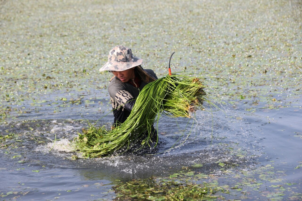 水蓮又名野蓮,是一種「會拉長的蔬菜」,隨著水的深度越長越長,可長至130公左右。聯合報系資料照/記者劉學聖攝影
