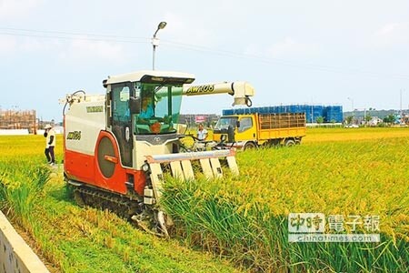 陳文彬、朱樹的稻田昨天已完成收割,將近4甲的農地可望收成逾4萬公斤,陳文彬說,回顧過去4年付出的心力,看到稻子在割稻機來回穿梭下,變成一顆顆飽滿的金黃稻穗,直嘆「真的是收成不易」(見圖,江詩筑攝)。