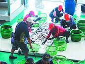 梓官新魚市場明起營運　魚貨不落地