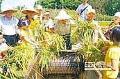 黃金地段種稻　台北享農趣