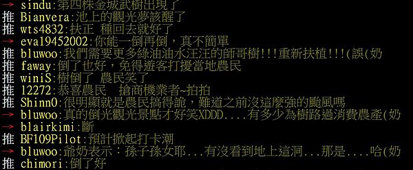 批踢踢上網友對金城武樹被吹倒的討論。(翻攝自批踢踢)