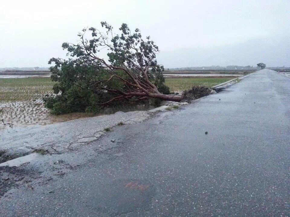 金城武樹倒了!(台東車友吳明隆攝)
