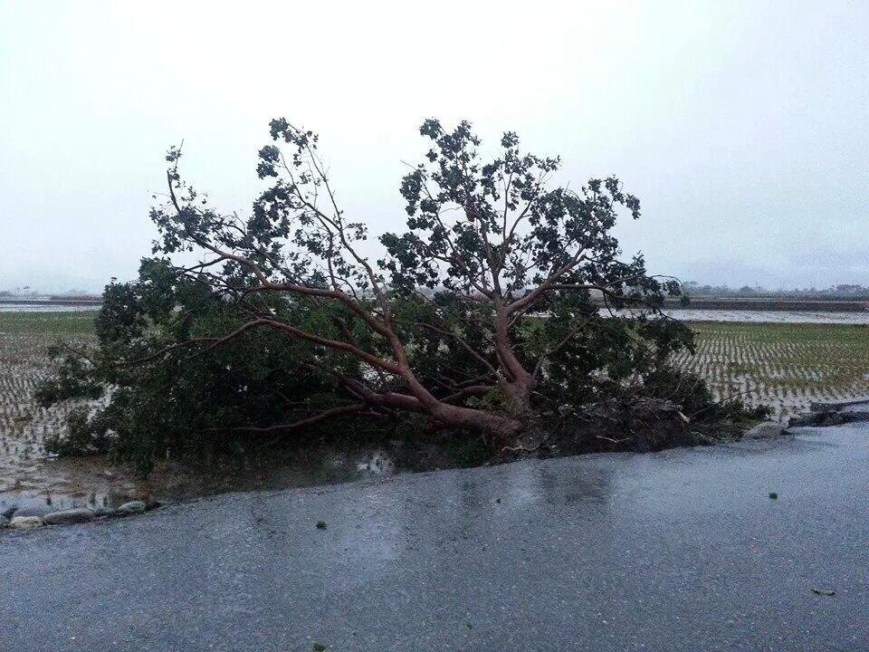 金城武樹倒了!(台東車友吳明隆攝)