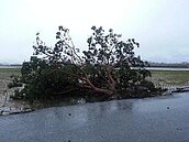 不敵麥德姆　台東伯朗大道「金城武樹」倒了！