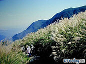 「芒」裡偷閒遊古道！初秋遊陽明山魚路古道