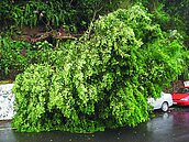 狂風搞破壞　新北市斷電3萬戶、吹倒300樹