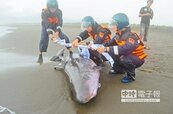 颱風天迷航　利澤海邊3鯨豚擱淺