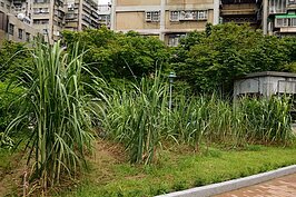 要看甘蔗長怎樣不用跑中南部，園區內就有。