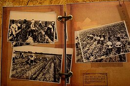 老照片證明不僅台灣中南部產糖，其實北部也有蔗田。