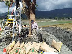 金城武樹重新扶正(花蓮／彭興讓攝)